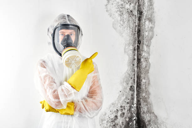 Best Mold Remediation for Rental Properties  in USA