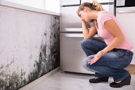  , USA Mold Removal Services Pros